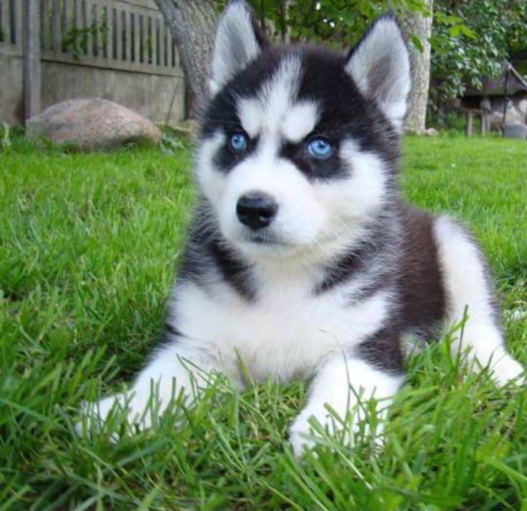 Hugo 14 Weeks Old Male Siberian Husky Puppy for Sale at Alvarado Huskies